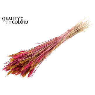 QC Zongebleekte Tarwe | Kleurrijk 10 | Kleur: Gemengde Kleuren | Triticum Droogbloemen | Lengte ± 60 centimeter | Gewicht 220 gram | Per bos