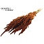 Dried Amaranthus | Colour: Terracotta | Cat Tail Dried Flowers | Length ± 60 centimetres | Per bunch