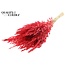 Dried Wild Oats | Colour: Red | Wild Avena Dried Flowers | Length ± 70 centimetres | Weight 100 grams | Per bunch