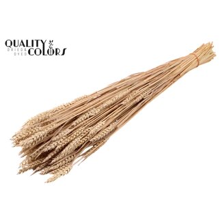 QC Zongebleekte Tarwe | Kleur: Frosted Wit | Triticum Droogbloemen | Lengte ± 60 centimeter | Gewicht 220 gram | Per bos