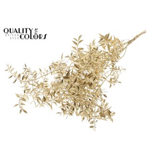 QC Ruscus 70cm 5 pc/bunch Antique Gold (2x5 bunch/poly)