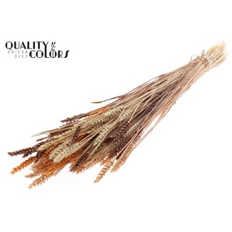 QC Zongebleekte Tarwe | Kleurrijk 3 | Kleur: Gemengde Kleuren | Triticum Droogbloemen | Lengte ± 60 centimeter | Gewicht 220 gram | Per bos