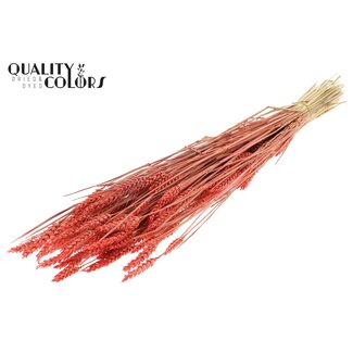 QC Sun-Bleached Wheat | Colour: Coral | Triticum Dried Flowers | Length ± 60 centimetres | Weight 220 grams | Per bunch