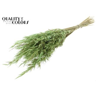 QC Gedroogde Wilde Haver | Kleur: Frosted Mintgroen | Wilde Avena Droogbloemen | Lengte ± 70 centimeter | Gewicht 100 gram | Per bos