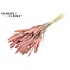 Gedroogde Setaria | Kleur: Intens Frosted Roze | Setarea droogbloemen | Lengte ± 70 centimeter | Gewicht 210 gram | Per bos