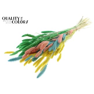 QC Dried Setaria | Pastel Fluor | Colour: Mixed Colours | Setaria dried flowers | Length ± 70 centimetres | Weight 210 grams | Per bunch