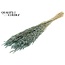 Dried Oats | Colour: Intense Frosted Light Blue | Avena dried flowers | Length ± 60 centimetres | Weight 200 grams | Per bunch