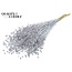Dried Flax | Colour: Silver with Glitter | Linum Dried Flowers | Length ± 60 centimetres | Weight 150 grams | Per bunch