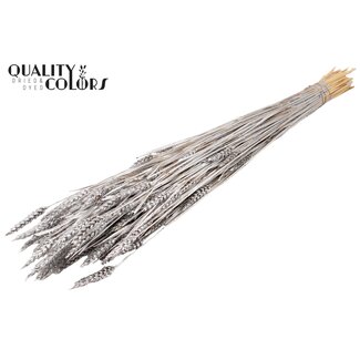 QC Zongebleekte Tarwe | Kleur: Zilverkleurig | Triticum Droogbloemen | Lengte ± 60 centimeter | Gewicht 220 gram | Per bos