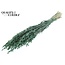 Gedroogde Haver | Kleur: Pearl Groen | Avena droogbloemen | Lengte ± 60 centimeter | Gewicht 250 gram | Per bos