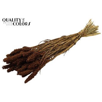 QC Gedroogde Trosgierst | Kleur: Bruin | Gierst Droogbloemen | Lengte ± 70 centimeter | Gewicht 250 gram | Per bos