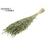 Dried Oats | Colour: Intense Olive Green | Avena dried flowers | Length ± 60 centimetres | Weight 200 grams | Per bunch