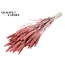Dried Millet Sprays | Colour: Intense Frosted Pink | Millet Dried Flowers | Length ± 70 centimetres | Weight 200 grams | Per bunch