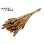 Dried Setaria | Colour: Antique Gold | Setaria dried flowers | Length ± 70 centimetres | Weight 210 grams | Per bunch