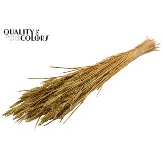 QC Sun-Bleached Wheat | Colour: Olive Green | Triticum Dried Flowers | Length ± 60 centimetres | Weight 220 grams | Per bunch