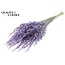Dried Wild Oats | Colour: Frosted Milka Purple | Wild Avena Dried Flowers | Length ± 70 centimetres | Weight 100 grams | Per bunch