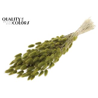 QC Lagurus per bunch Olive