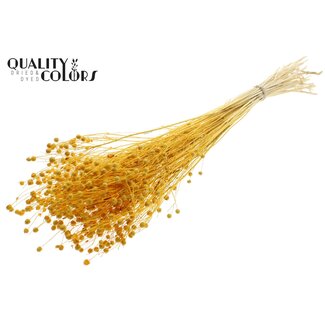 QC Dried Flax | Colour: Intense Apricot | Linum Dried Flowers | Length ± 70 centimetres | Weight 100 grams | Per bunch