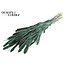 Gedroogde Setaria | Kleur: Pearl Groen | Setarea droogbloemen | Lengte ± 70 centimeter | Gewicht 210 gram | Per bos