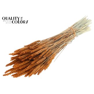 QC Gedroogde Tarwe | Kleur: Terracotta | Triticum Droogbloemen | Lengte ± 60 centimeter | Gewicht 220 gram | Per bos
