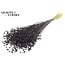 Gedroogd Vlas | Kleur: Zwart | Linum Droogbloemen | Lengte ± 50 centimeter | Gewicht 150 gram | Per bos