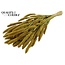 Dried Setaria | Colour: Yellow | Setaria dried flowers | Length ± 70 centimetres | Weight 210 grams | Per bunch