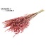 Dried Wild Oats | Colour: Frosted Pink | Wild Avena Dried Flowers | Length ± 70 centimetres | Weight 100 grams | Per bunch