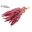 Getrockneter Amaranthus | Farbe: Rosa | Katzenschwanz Trockenblumen | Länge ± 60 Zentimeter | Pro Bund