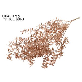 QC Dried Ruscus | Colour: Copper | Ruscus Dried Flowers | Length ± 70 centimetres | 10 stems per bunch | Per bunch