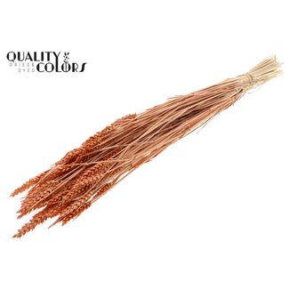 QC Sun-Bleached Wheat | Colour: Pearl Orange | Triticum Dried Flowers | Length ± 60 centimetres | Weight 220 grams | Per bunch