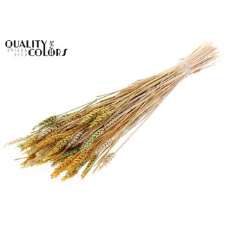 QC Sun-Bleached Wheat | Summer Mix | Colour: Mixed Colours | Triticum Dried Flowers | Length ± 60 centimetres | Weight 220 grams | Per bunch