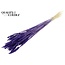 Dried Wheat | Colour: Intense Purple | Triticum Dried Flowers | Length ± 60 centimetres | Weight 100 grams | Per bunch