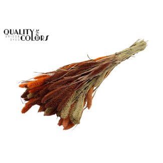 QC Dried Setaria | Colourful 3 | Colour: Mixed Colours | Setaria dried flowers | Length ± 70 centimetres | Weight 210 grams | Per bunch
