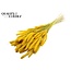 Dried Setaria | Colour: Intense Yellow | Setaria dried flowers | Length ± 70 centimetres | Weight 210 grams | Per bunch
