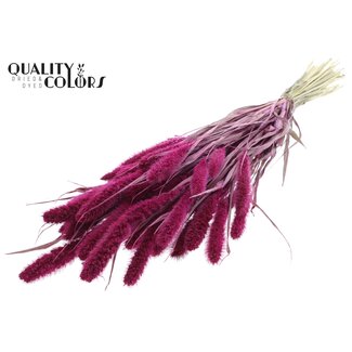 QC Dried Setaria | Colour: Lilac | Setaria dried flowers | Length ± 70 centimetres | Weight 210 grams | Per bunch
