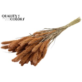 QC Gedroogde Setaria | Kleur: Frosted Zalmkleurig | Setarea droogbloemen | Lengte ± 70 centimeter | Gewicht 210 gram | Per bos