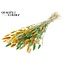 Dried Hare's Tail Grass Premium | Summer Mix | Colour: Mixed Colours | Lagurus Ovatus dried flowers | Length ± 70 centimetres | Weight 100 grams | Per bunch