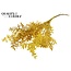 Dried Ruscus | Colour: Yellow | Ruscus Dried Flowers | Length ± 70 centimetres | 10 stems per bunch | Per bunch