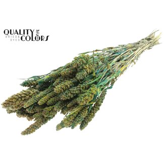 QC Getrocknete Rispenhirse | Farbe: Mehrfarbig Grün | Hirse Trockenblumen | Länge ± 60 Zentimeter | Gewicht 250 Gramm | Pro Bund