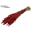 Gedroogde Haver | Kleur: Rood | Avena droogbloemen | Lengte ± 60 centimeter | Gewicht 250 gram | Per bos