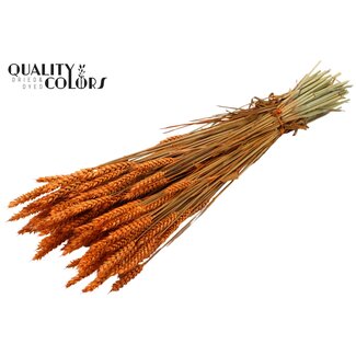 QC Gedroogde Tarwe | Kleur: Oranje | Triticum Droogbloemen | Lengte ± 60 centimeter | Gewicht 220 gram | Per bos