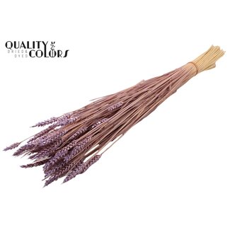 QC Zongebleekte Tarwe | Kleur: Frosted Milkapaars | Triticum Droogbloemen | Lengte ± 60 centimeter | Gewicht 220 gram | Per bos