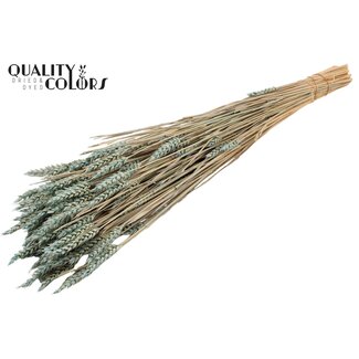 QC Sun-Bleached Wheat | Colour: Frosted Light Blue | Triticum Dried Flowers | Length ± 60 centimetres | Weight 220 grams | Per bunch