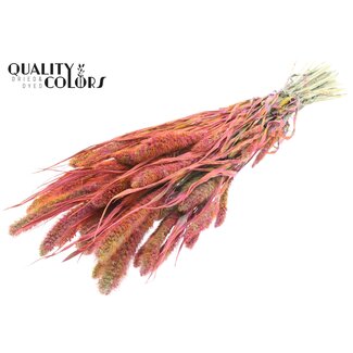 QC Getrocknete Setaria | Farbe: Mehrfarbig Kirschfarben | Setaria Trockenblumen | Länge ± 70 Zentimeter | Gewicht 210 Gramm | Pro Bund