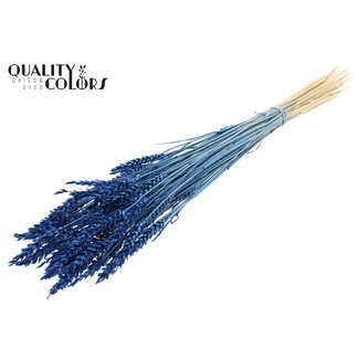QC Gedroogde Tarwe | Kleur: Intens Blauw | Triticum Droogbloemen | Lengte ± 60 centimeter | Gewicht 100 gram | Per bos