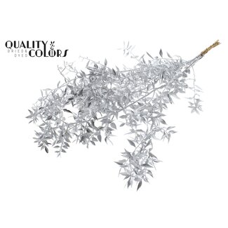 QC Dried Ruscus | Colour: Silver | Ruscus Dried Flowers | Length ± 70 centimetres | 10 stems per bunch | Per bunch