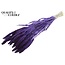Dried Millet Sprays | Colour: Intense Purple | Millet Dried Flowers | Length ± 70 centimetres | Weight 200 grams | Per bunch