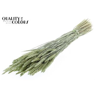 QC Gedroogde Tarwe | Kleur: Pearl Mintgroen | Triticum Droogbloemen | Lengte ± 60 centimeter | Gewicht 220 gram | Per bos