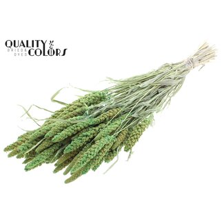 QC Gedroogde Trosgierst | Kleur: Intens Lichtgroen | Gierst Droogbloemen | Lengte ± 70 centimeter | Gewicht 200 gram | Per bos