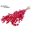 Dried Bunny Tails Premium | Colour: Cherry | Lagurus Ovatus dried flowers | Length ± 70 centimetres | Weight 100 grams | Per bunch